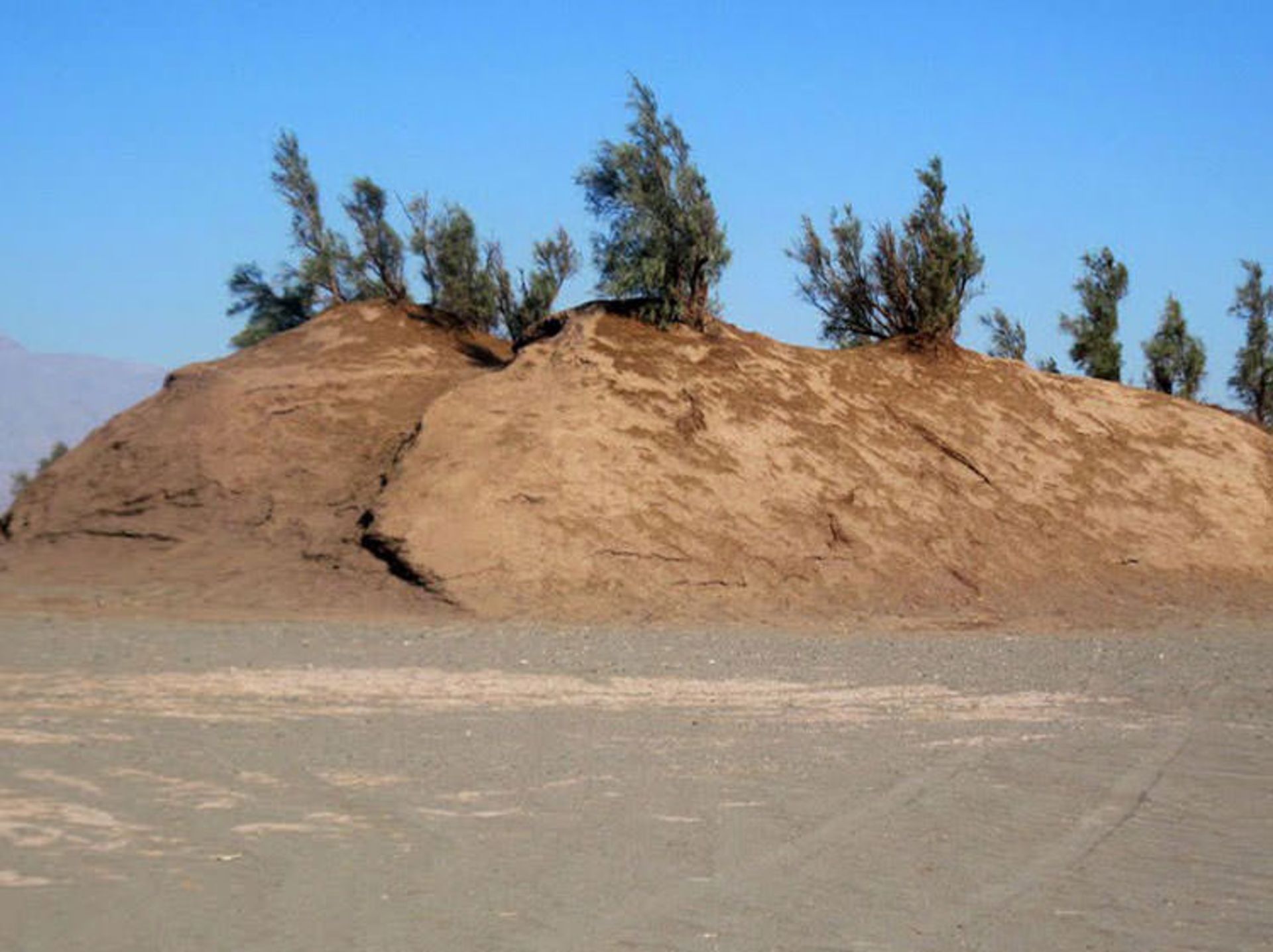 گیاه کویری