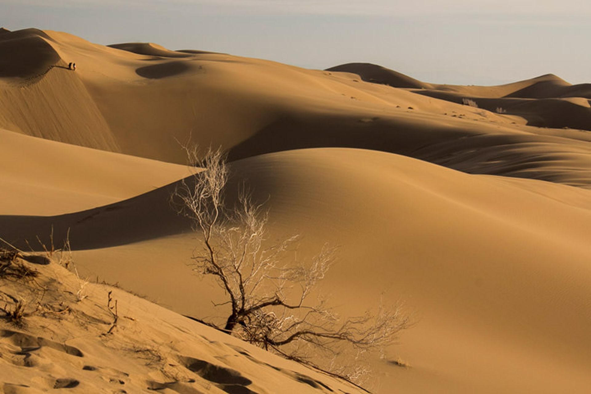 مرنجاب