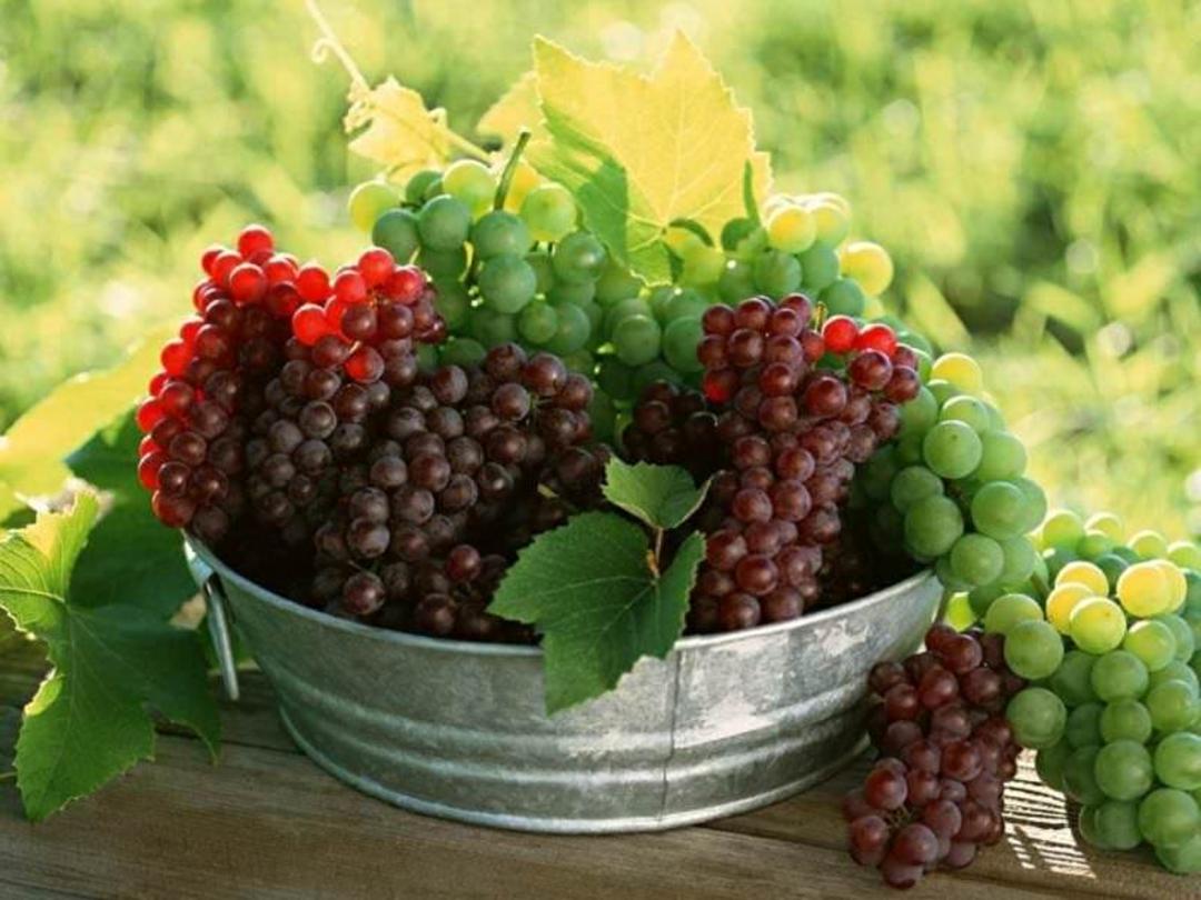 سوغات خراسان شمالی
