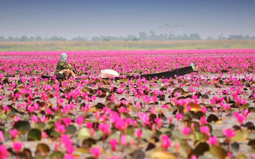 دریاچه نیلوفر قرمز