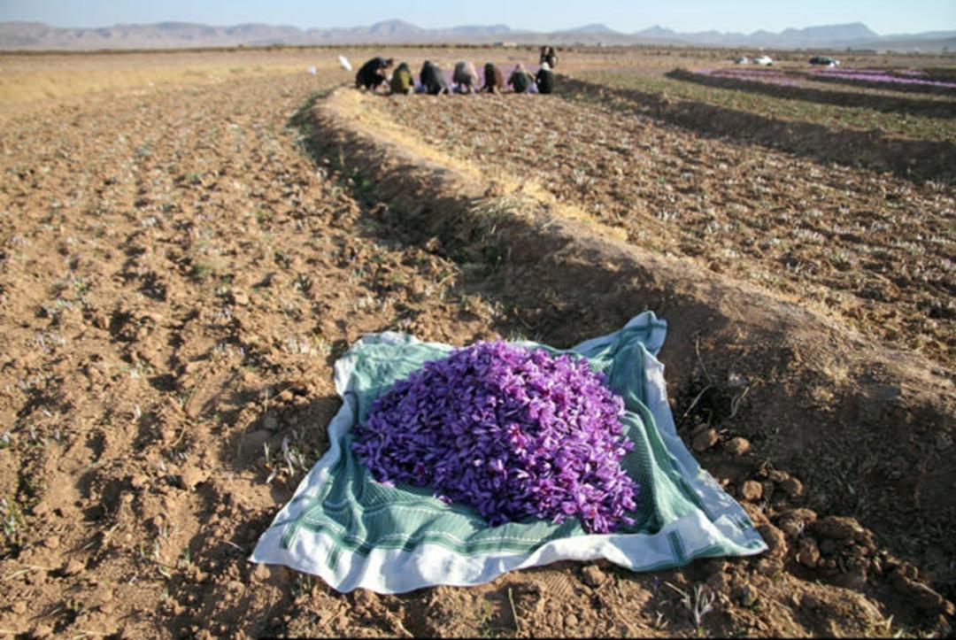 زعفران