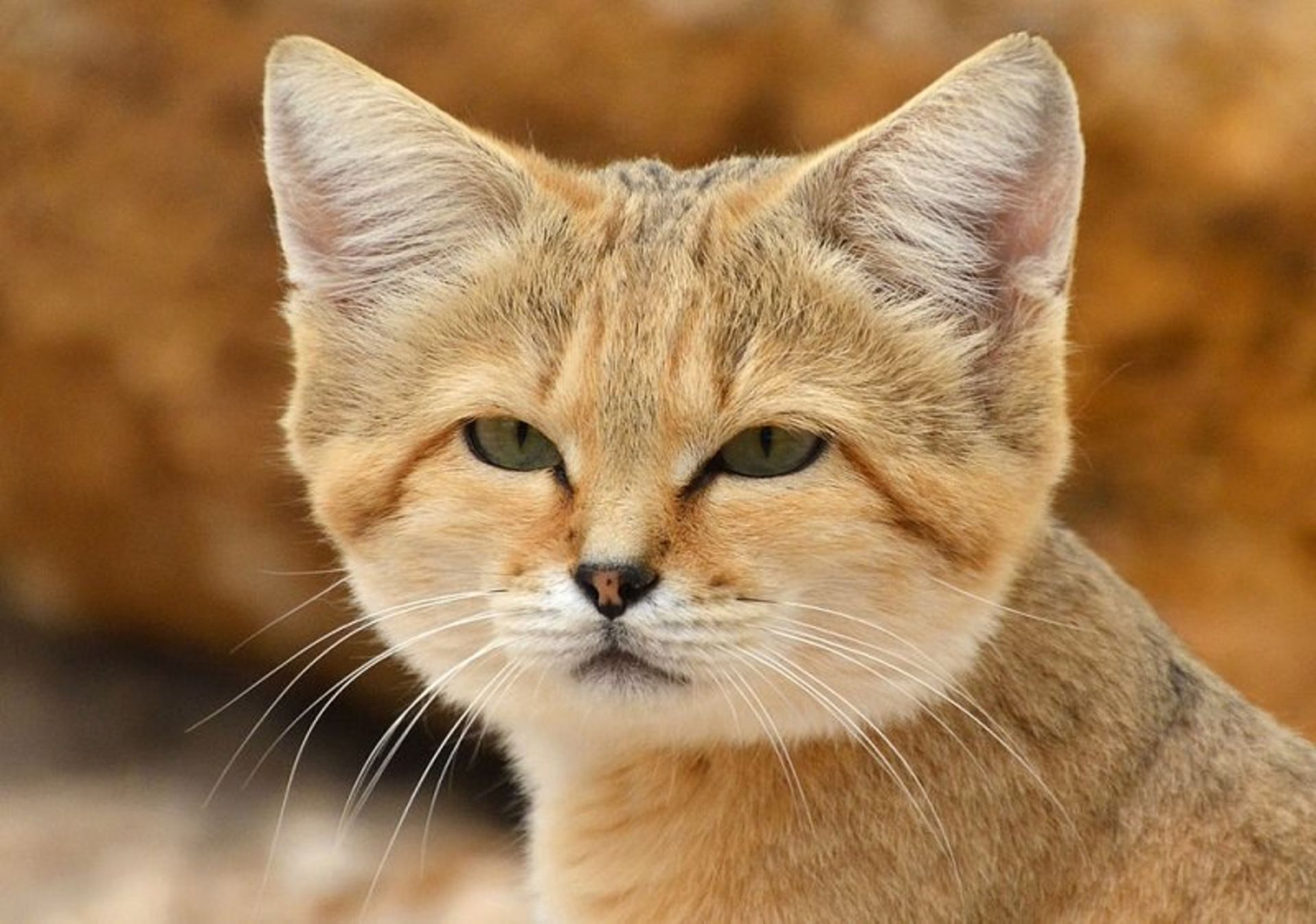 گربه شنی