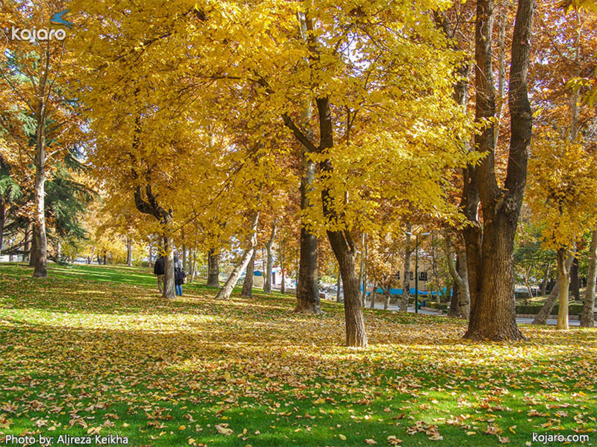 عکاسی در  پاییز - تهران