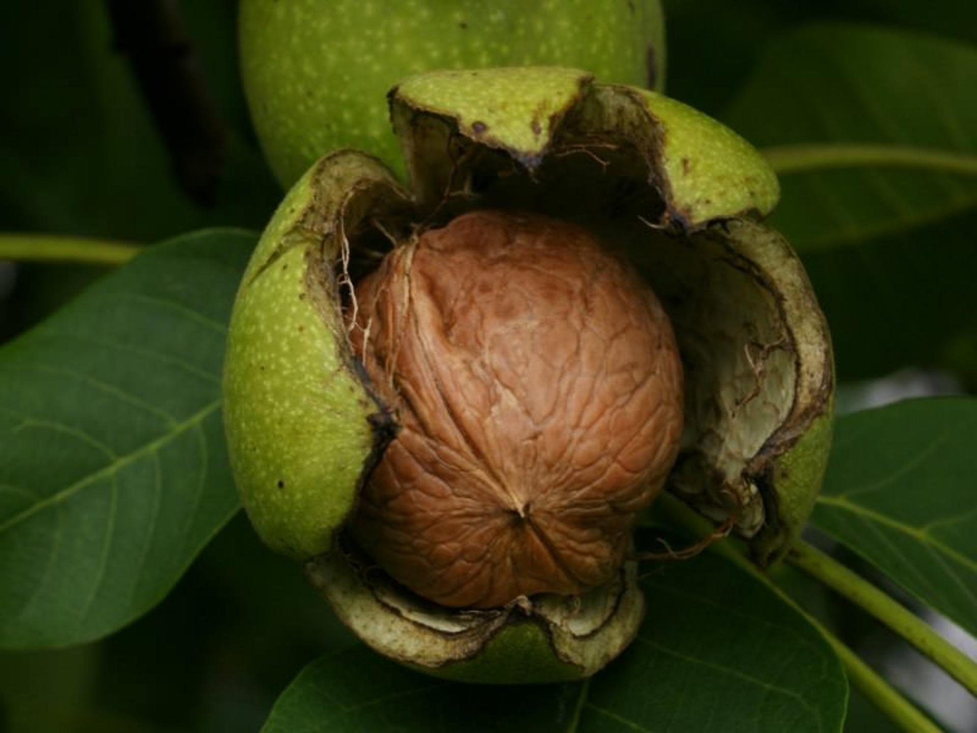 سوغات کهگیلویه و بویراحمد