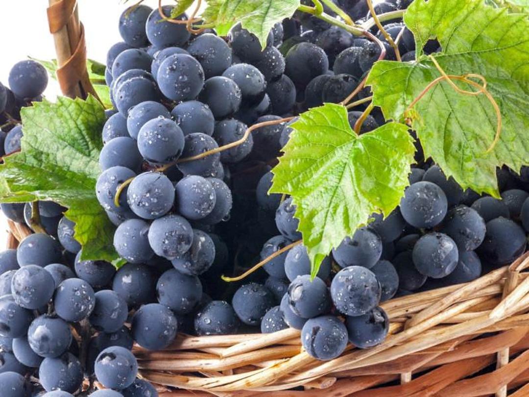 سوغات خراسان شمالی