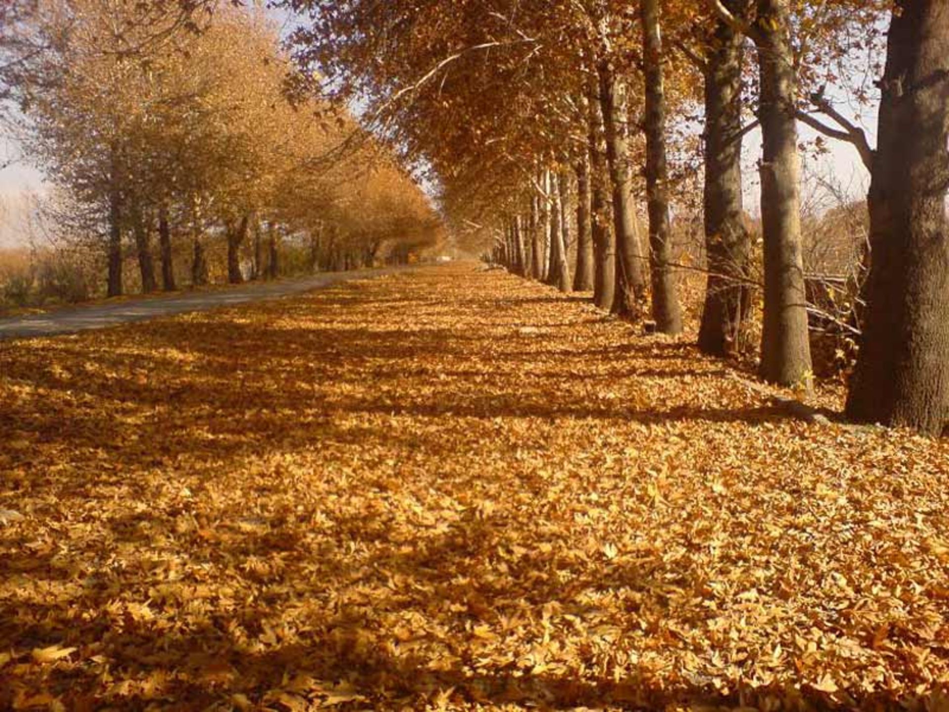 عکاسباشی