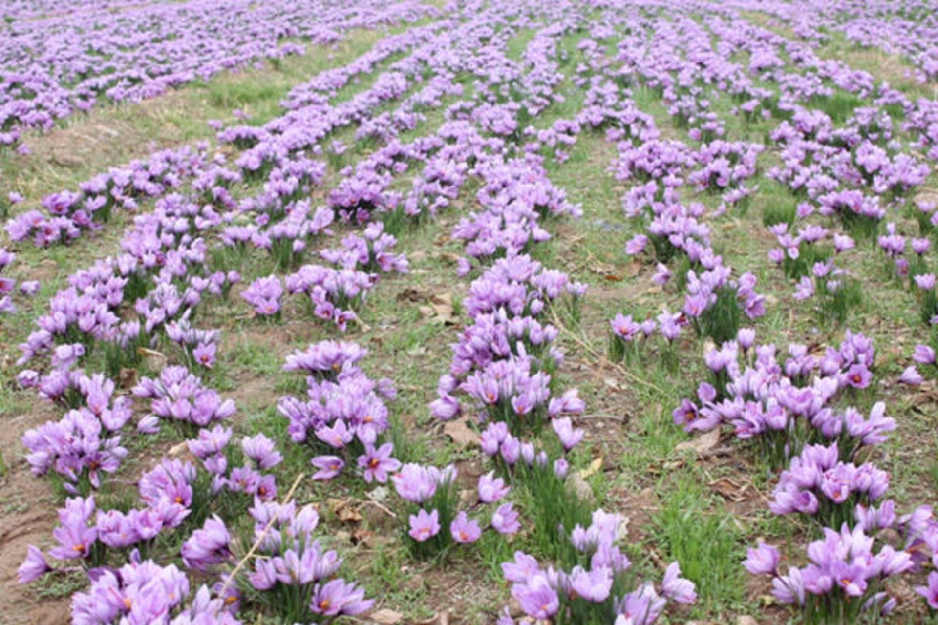 روستای سنو