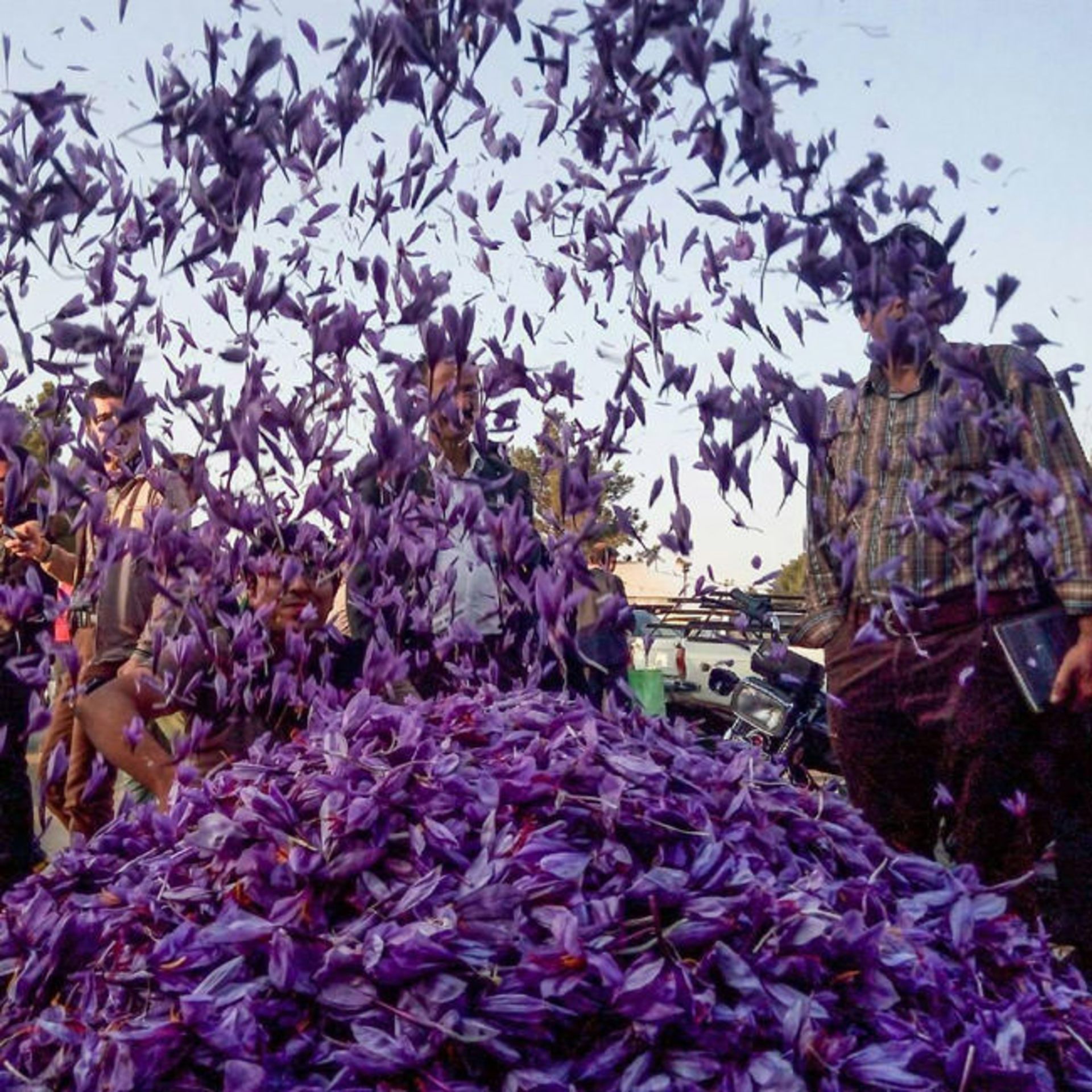 زعفران