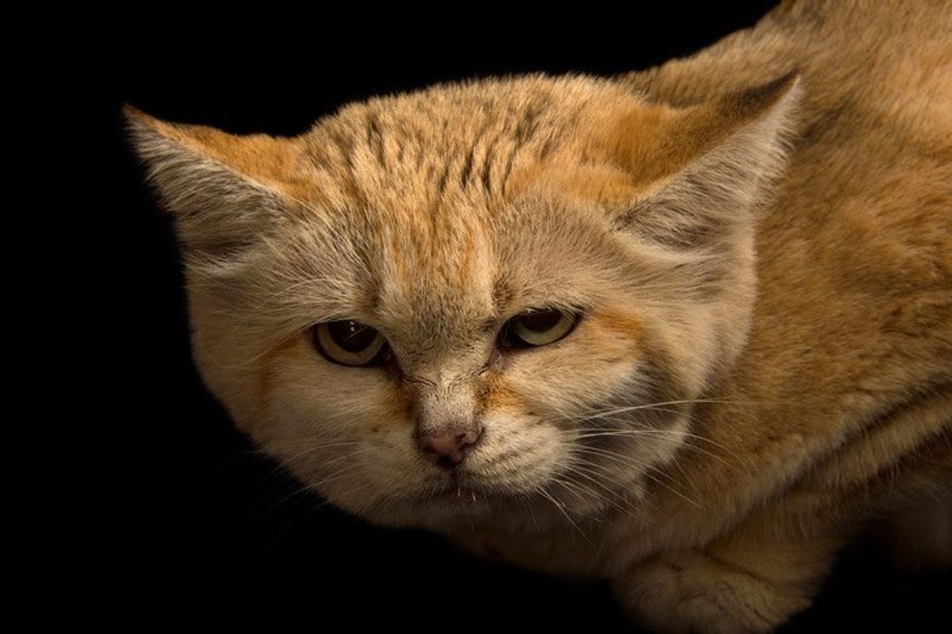 گربه شنی