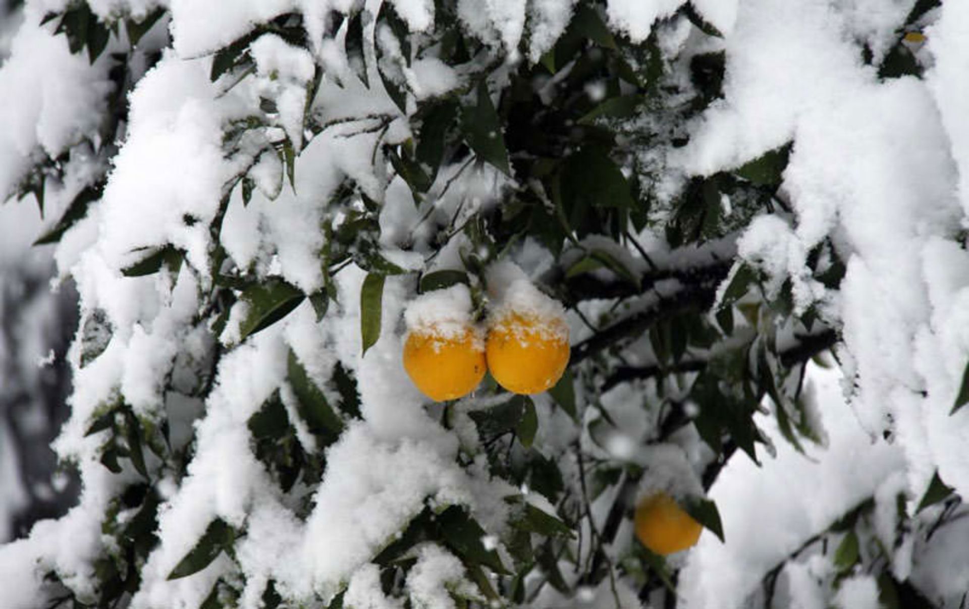 برف در مازندران