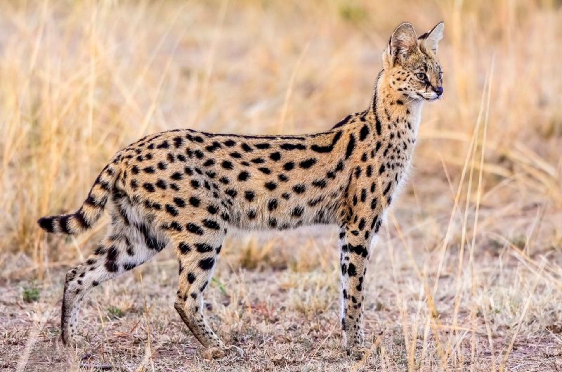 سروال