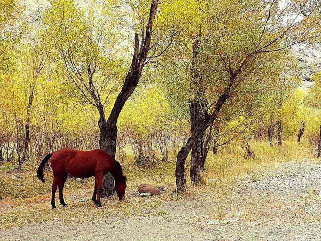 یلدای عکاسباشی