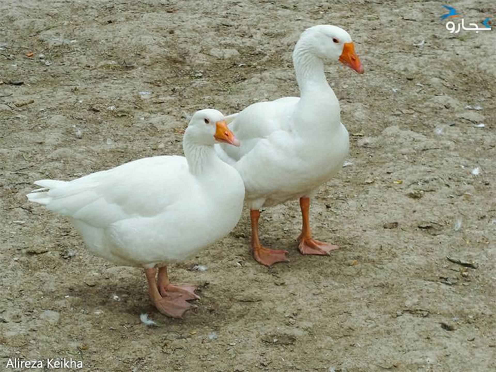 باغ پرندگان پارک شهر (اردک)