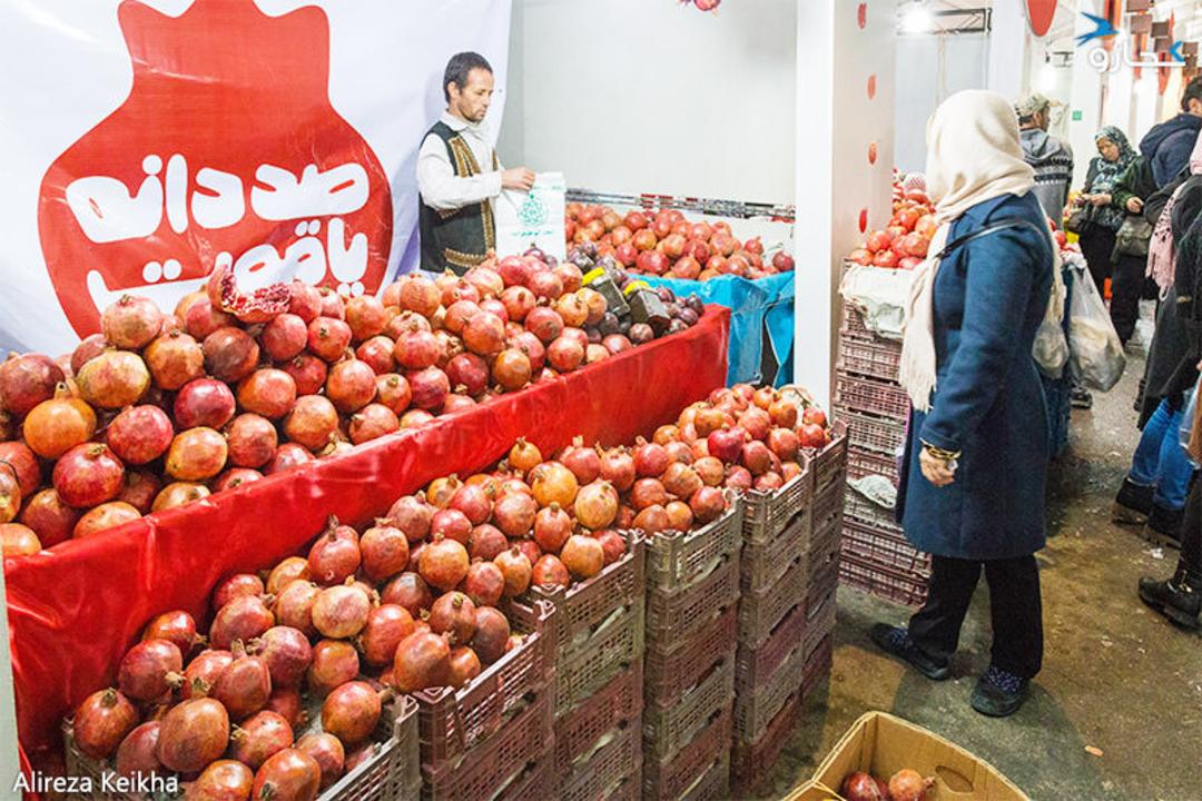 جشنواره صد دانه یاقوت