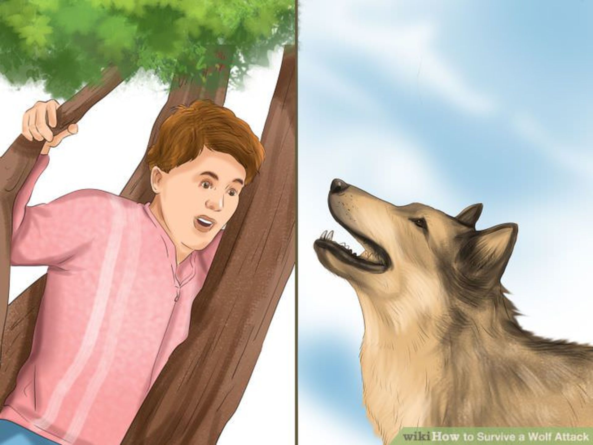 گرگ