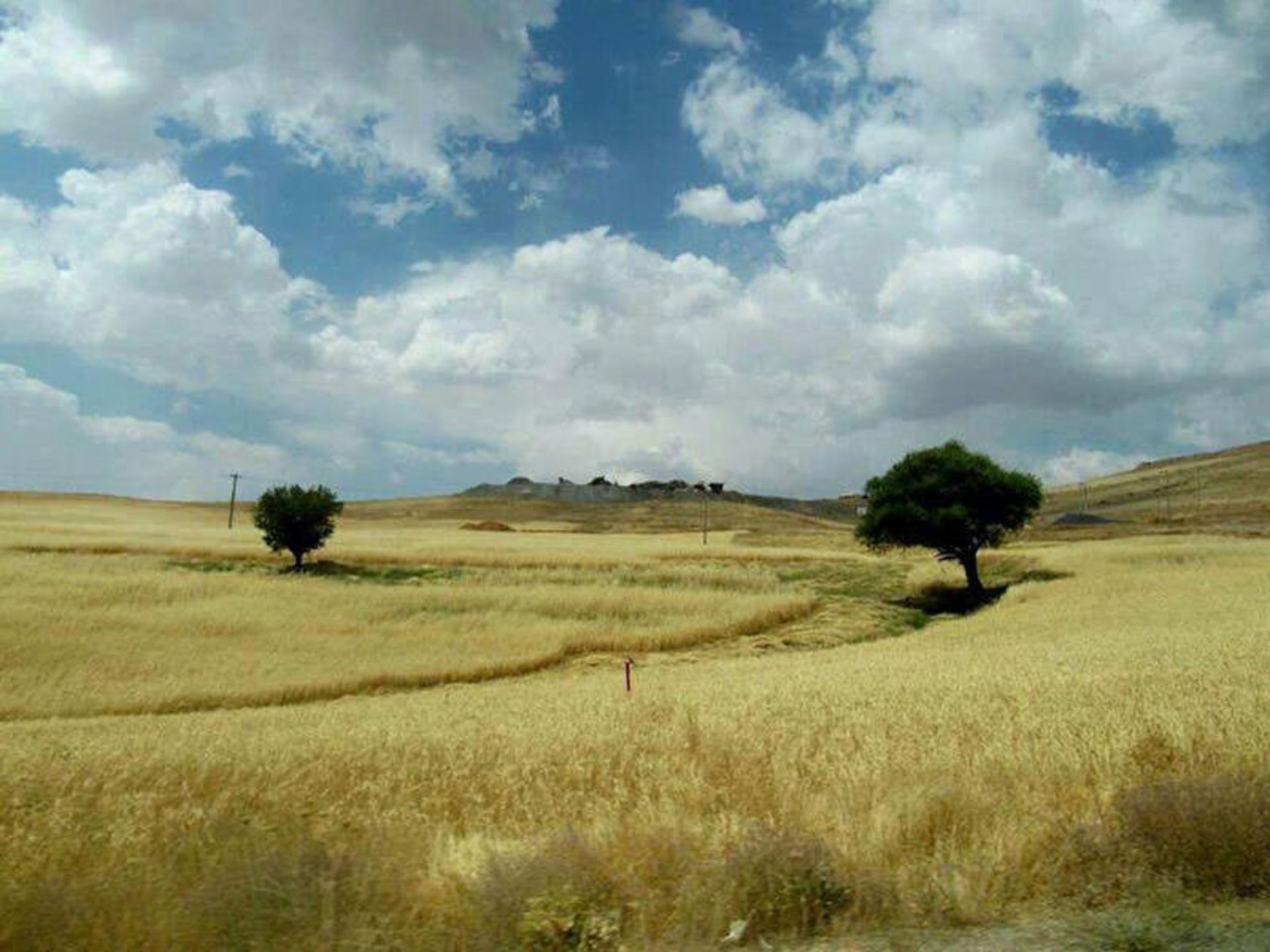 یلدای عکاسباشی