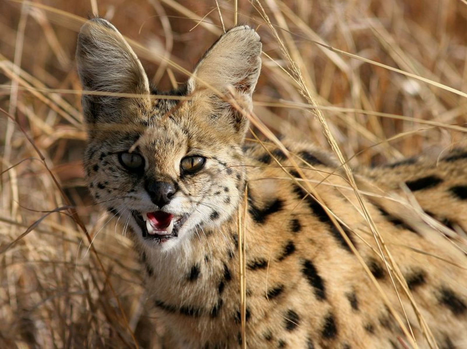 سروال