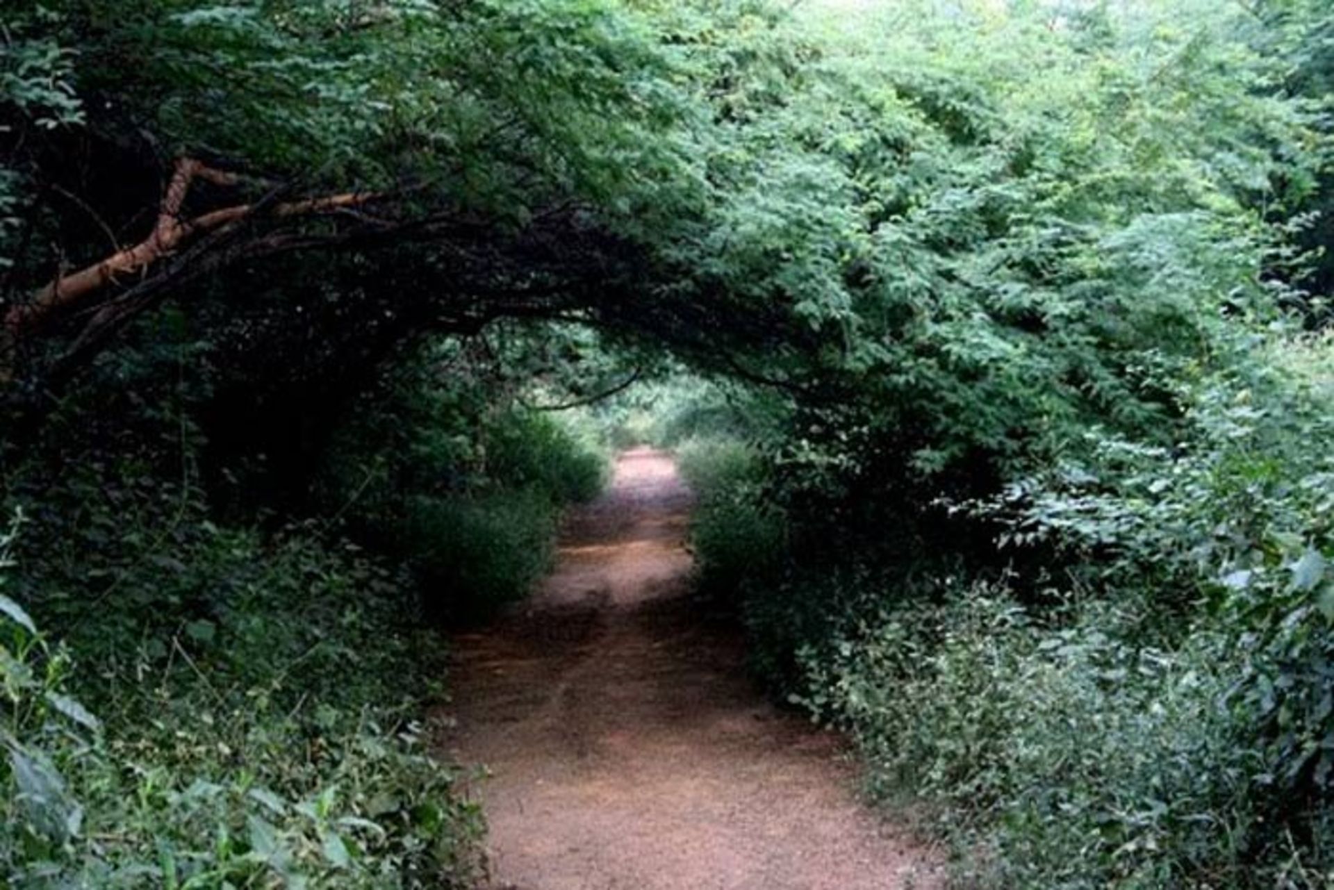 جنگل سانجای وان