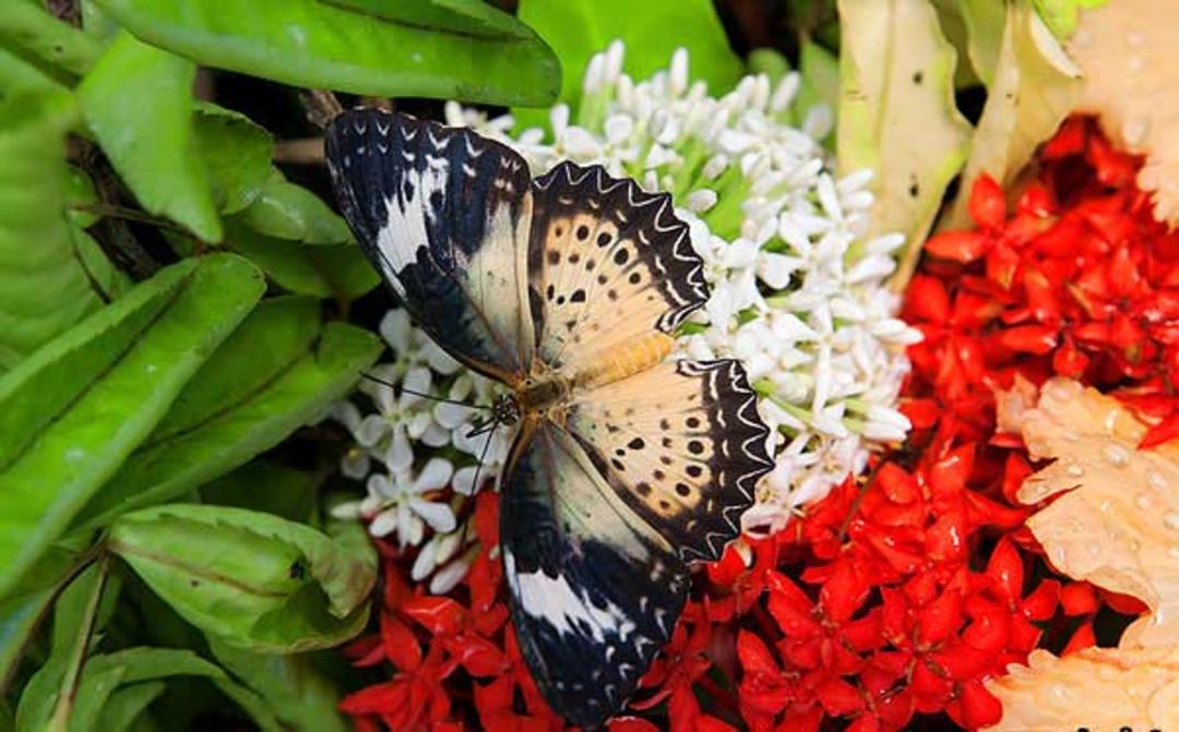 باغ پروانه های بانکوک
