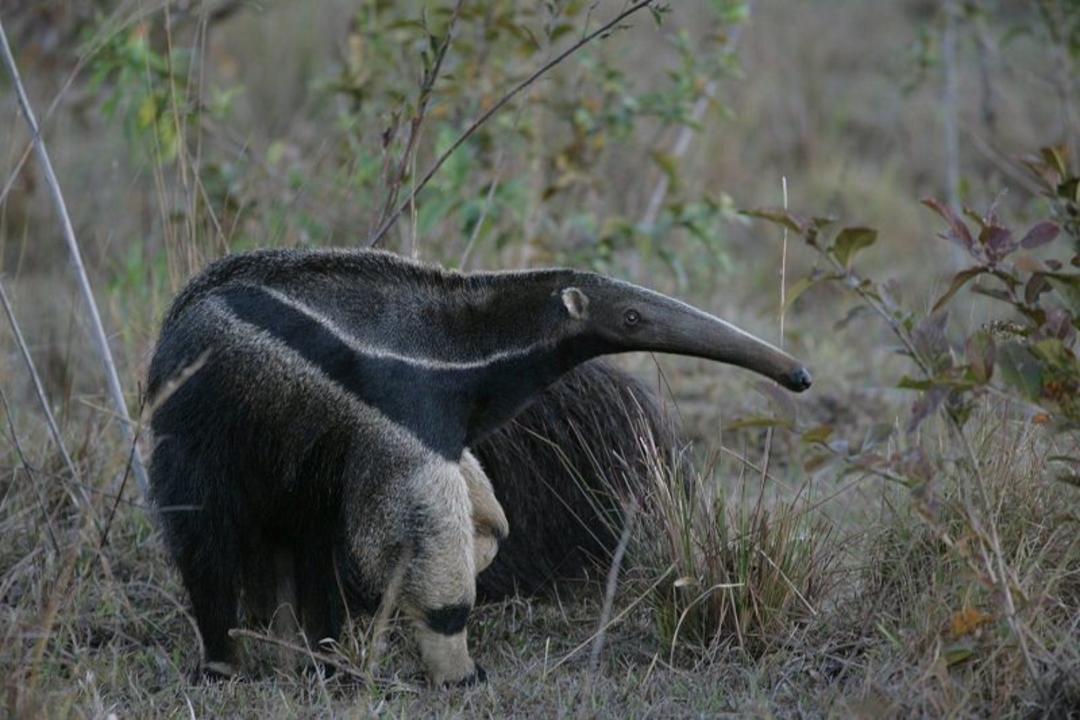 مورچه خوار