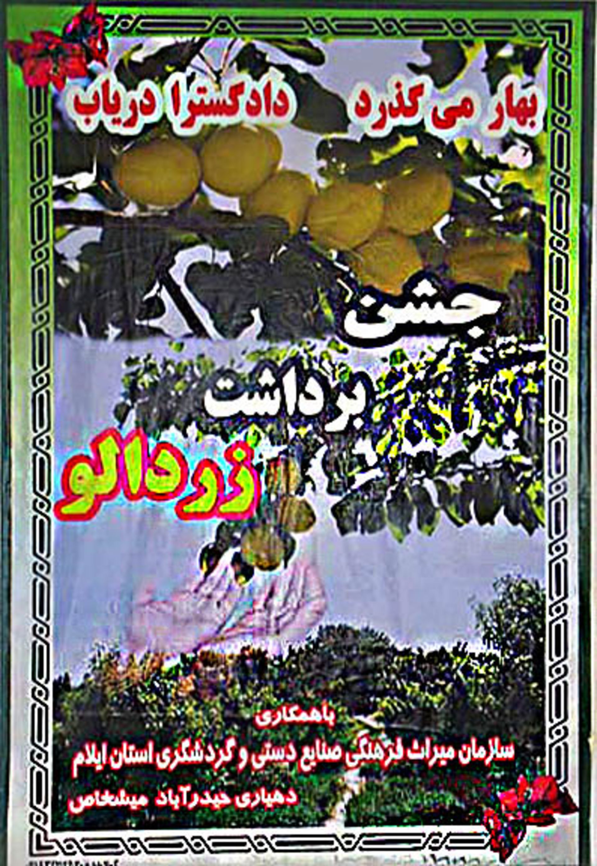 جشن زرد آلو ایلام
