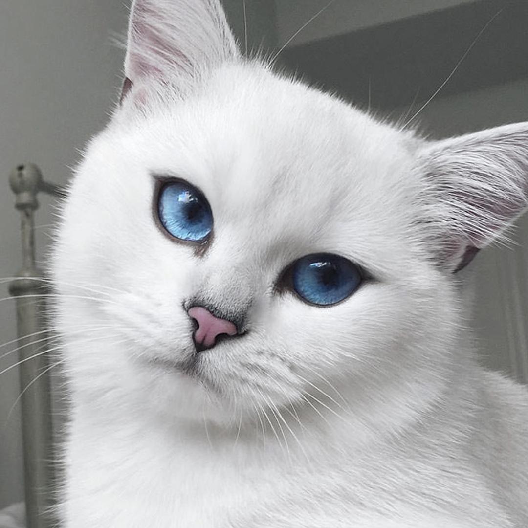 چشم های زیبای کابی