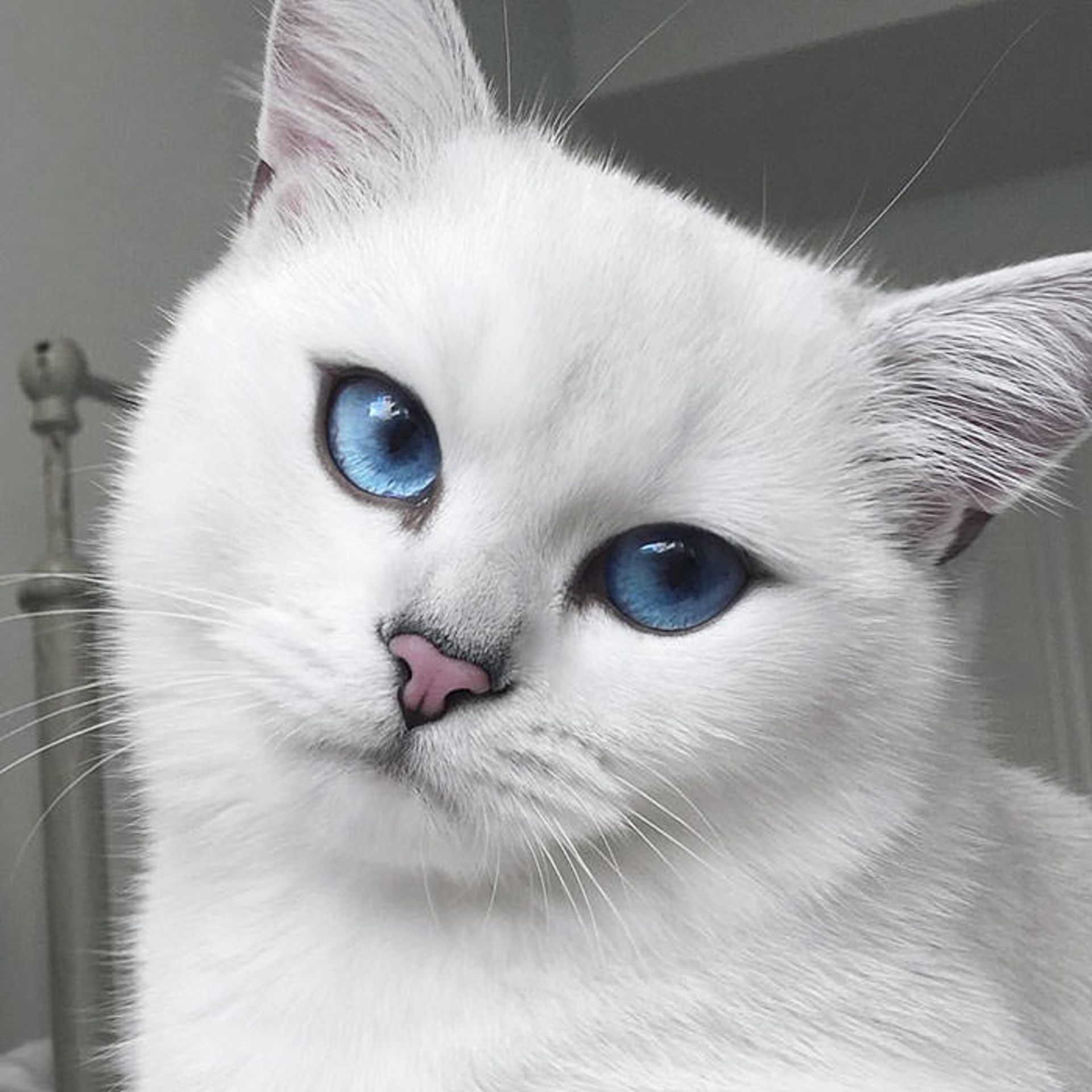 چشم های زیبای کابی
