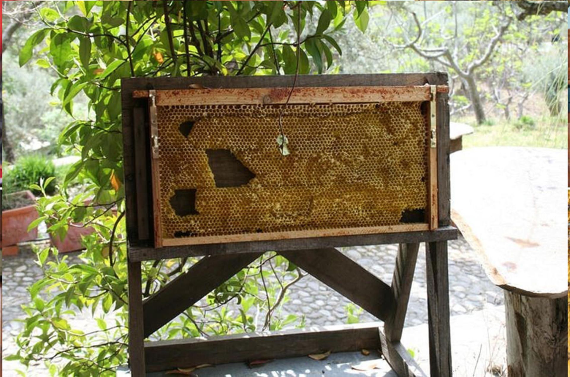 موزه‌ی زنبور در اسپانیا