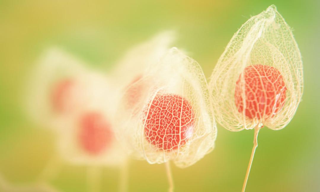 flower-macro