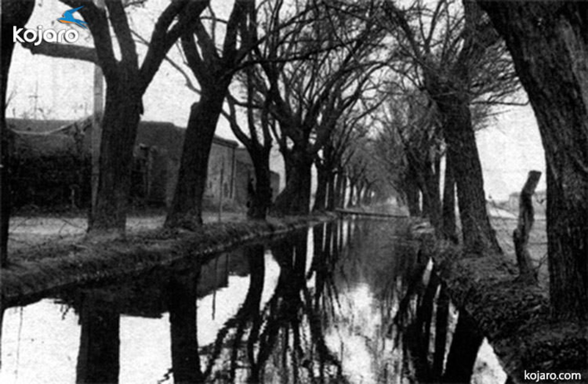 چنارهای قدیمی تهران