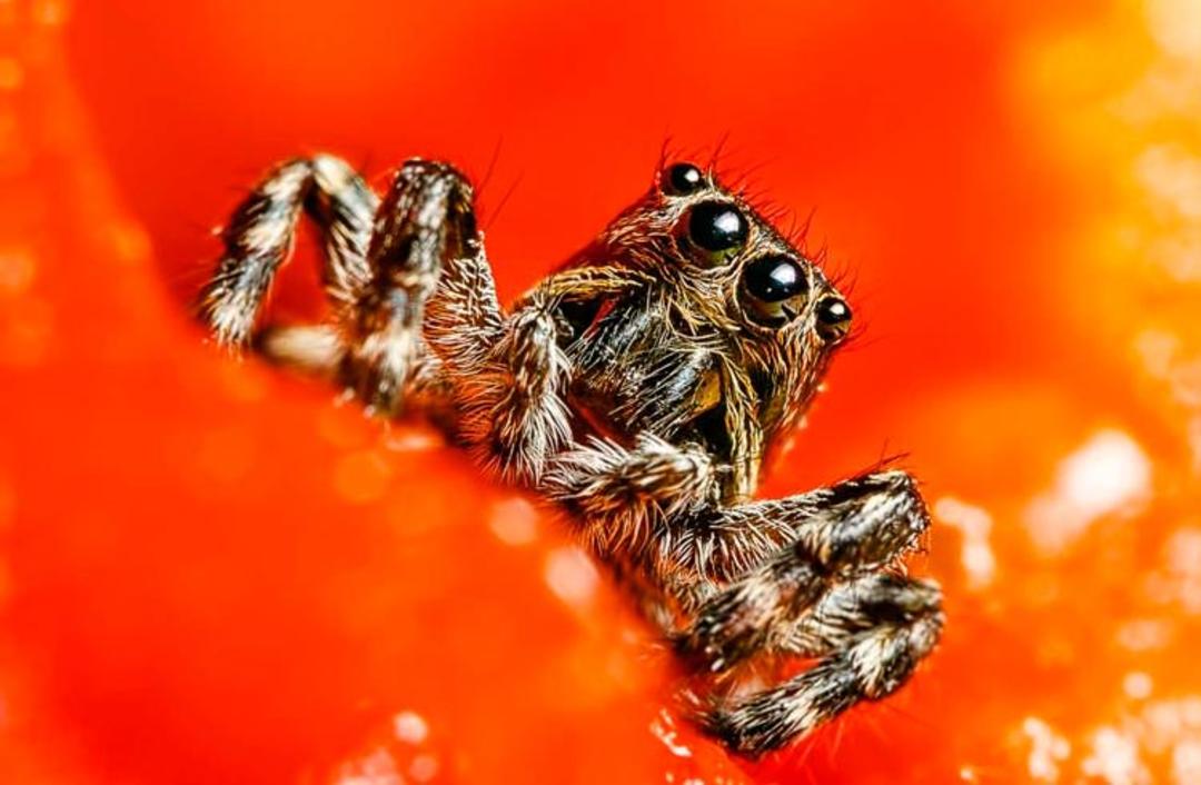 insects-shot