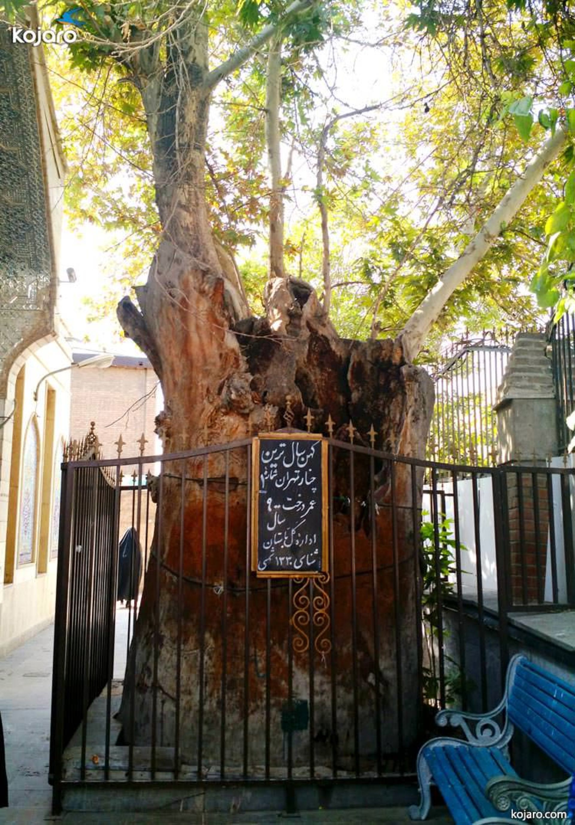 چنار کنهسال امامزاده یحیی