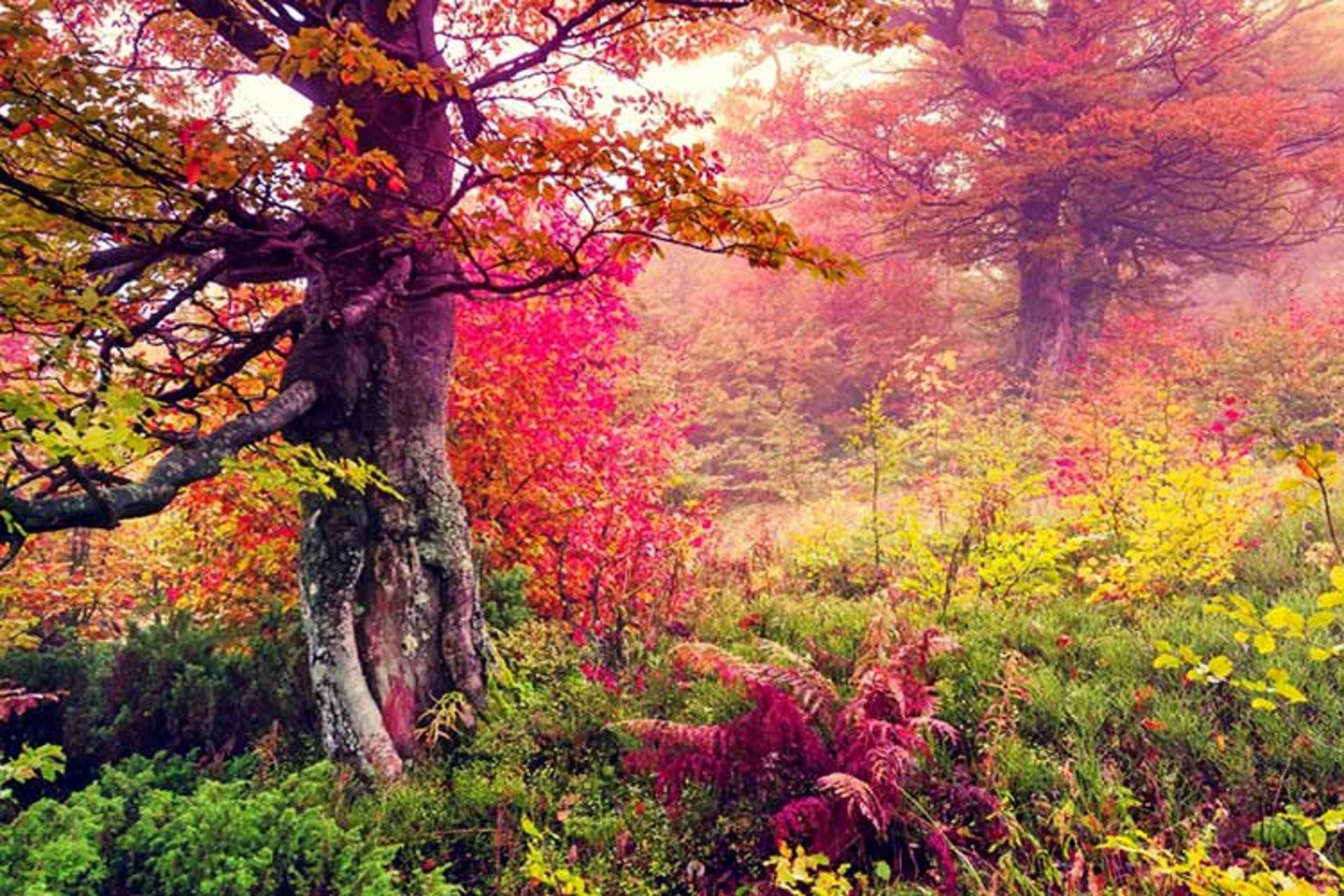 چشم اندازهای رویایی