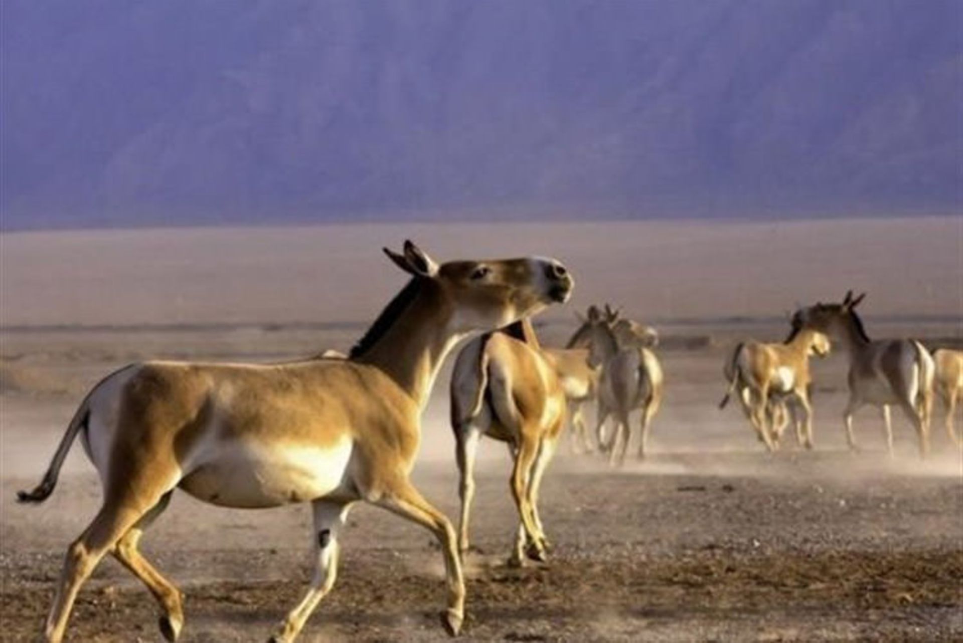 equus-hemionus-onager