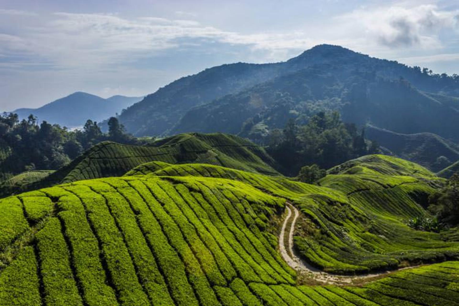 highlands-malaysia