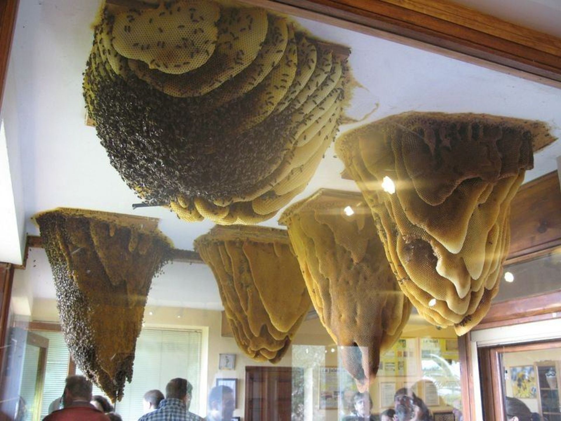 موزه زنبور
