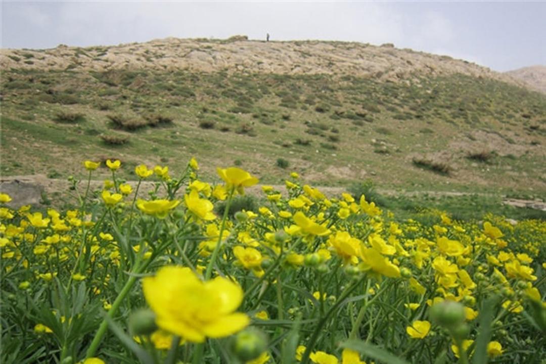 حناعلیشاه 