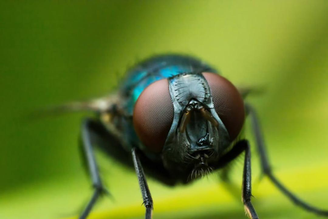 insect-macro-shot
