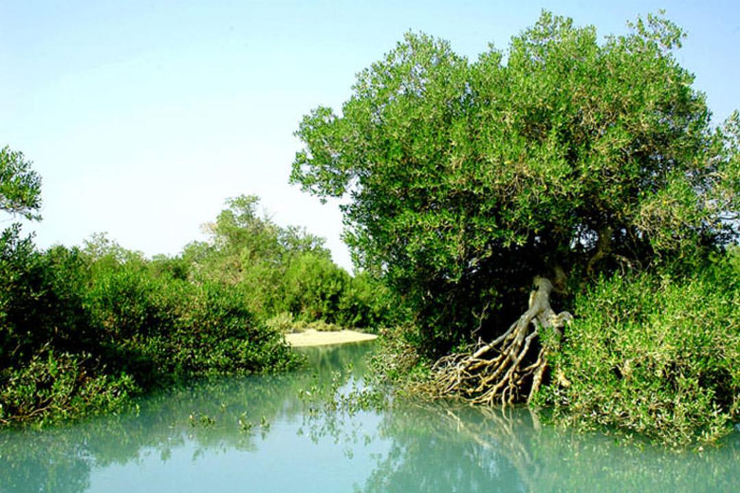 جنگل حرا 
