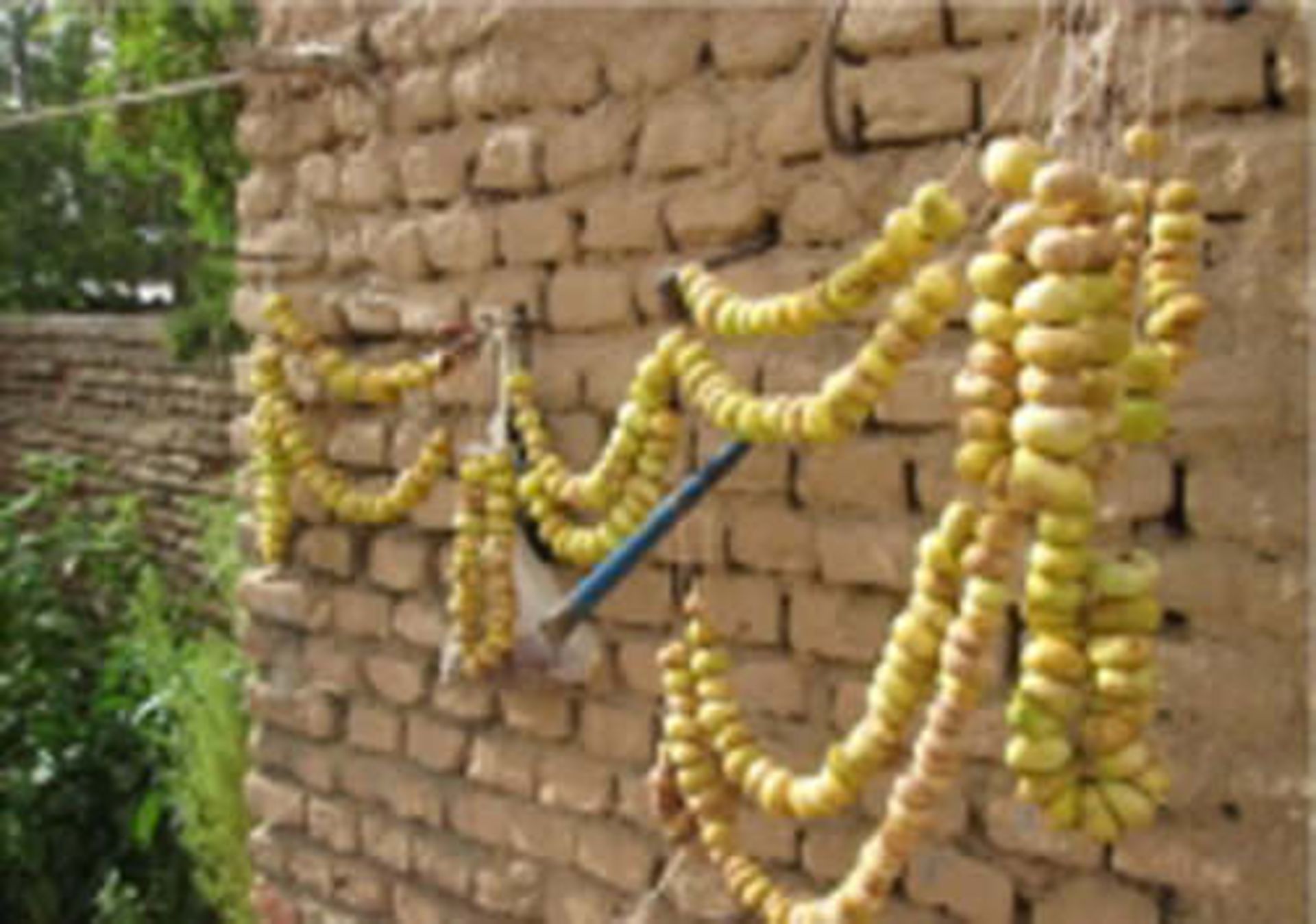 انجیر خشک 