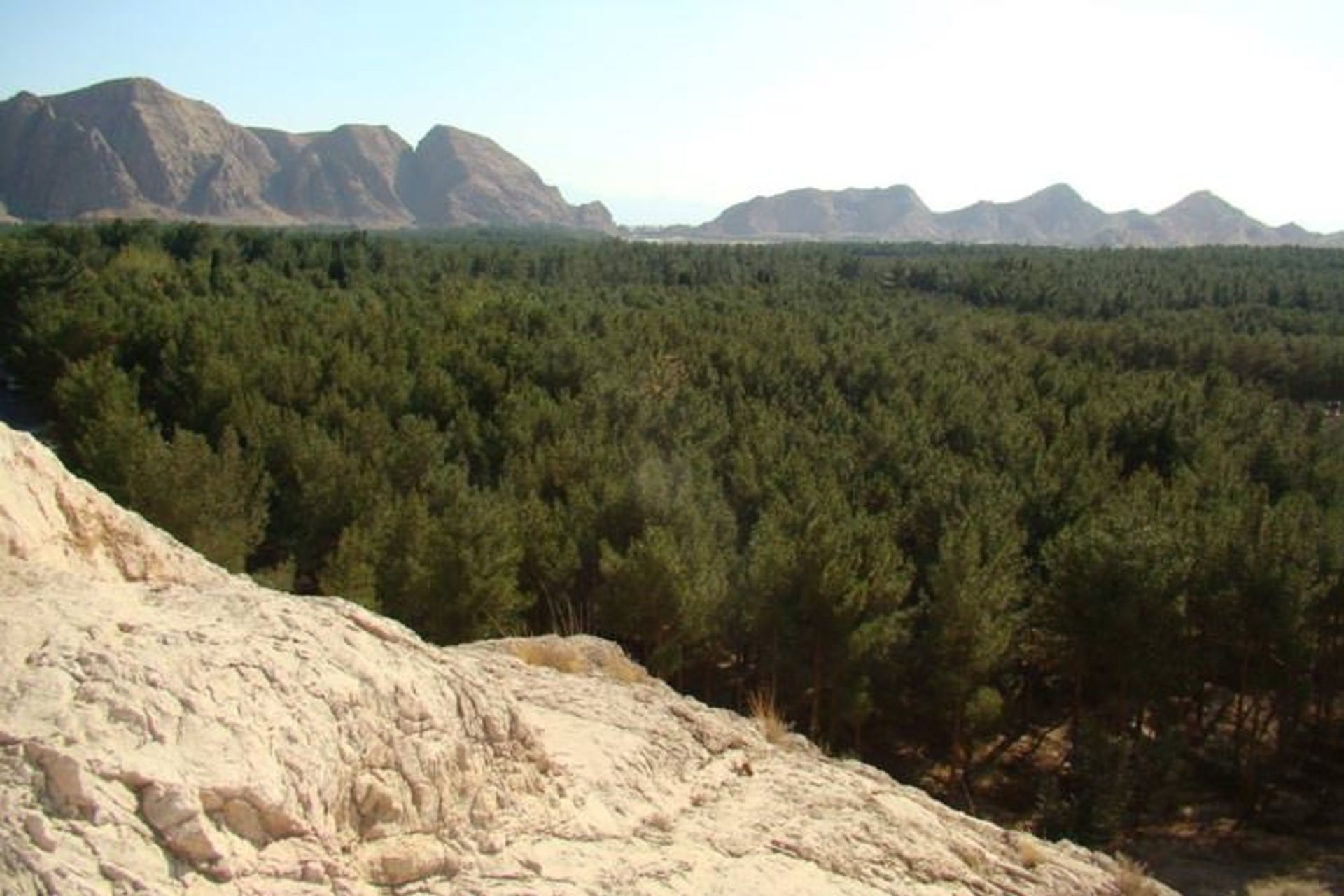 جنگل پردیسان قائم