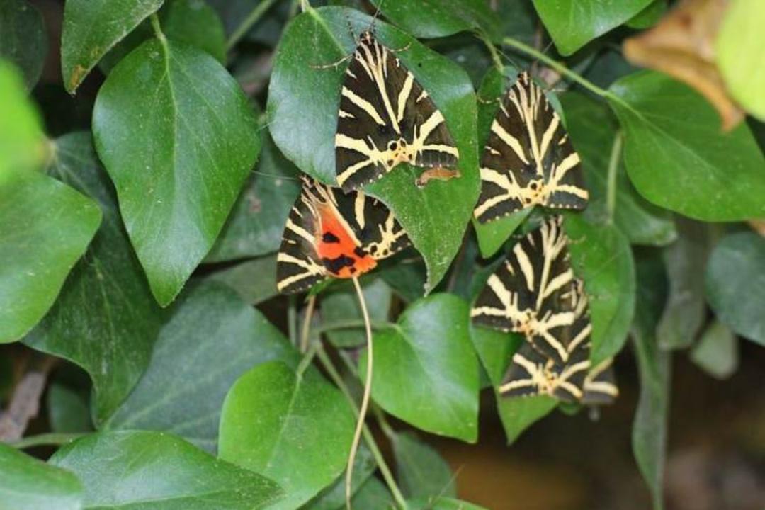 دره ی پروانه ها