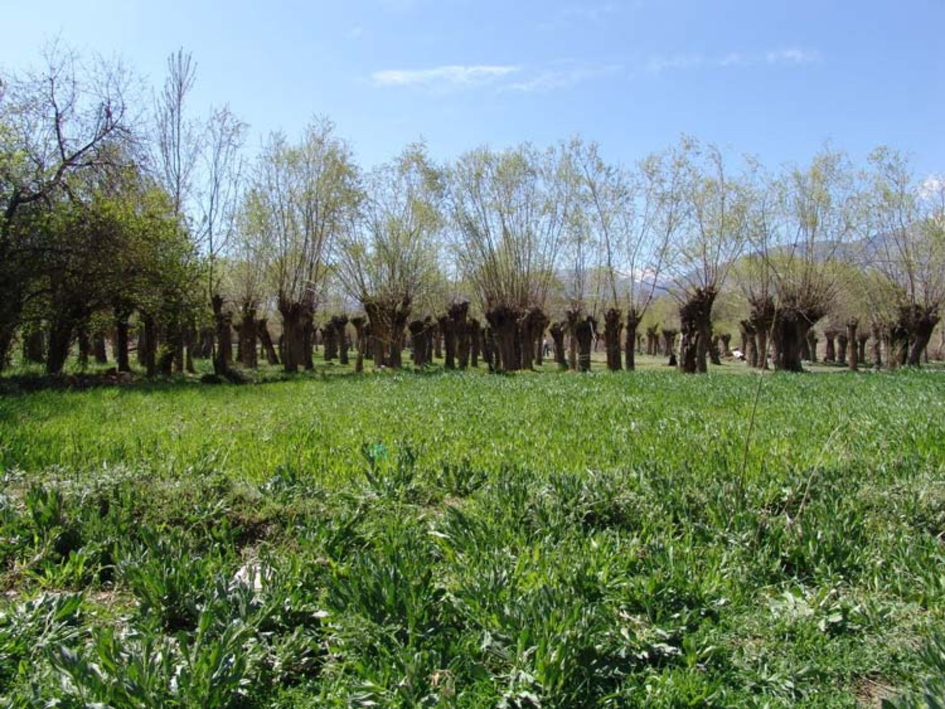 کوهپایه کرمان