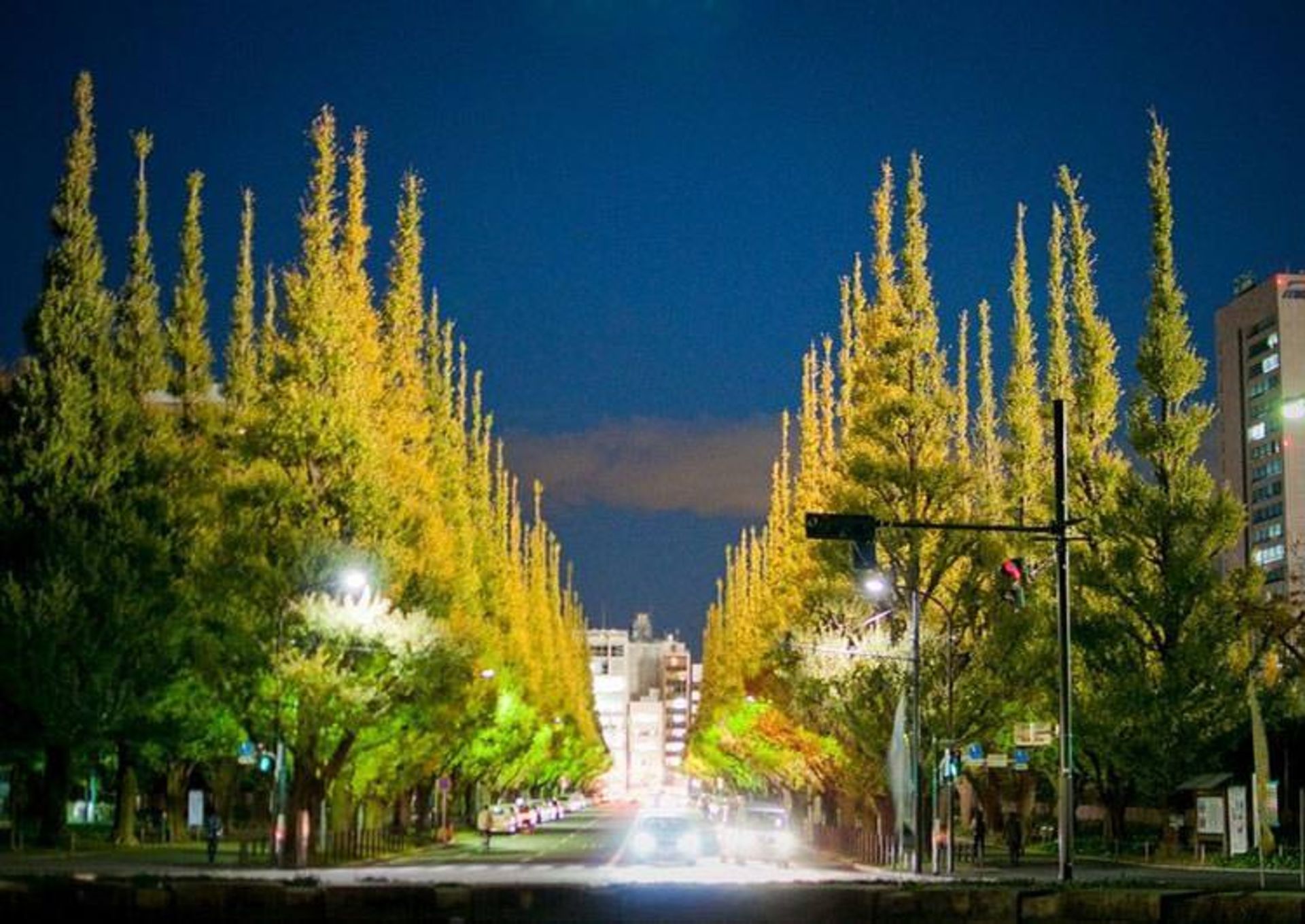 خیابان جینگو12