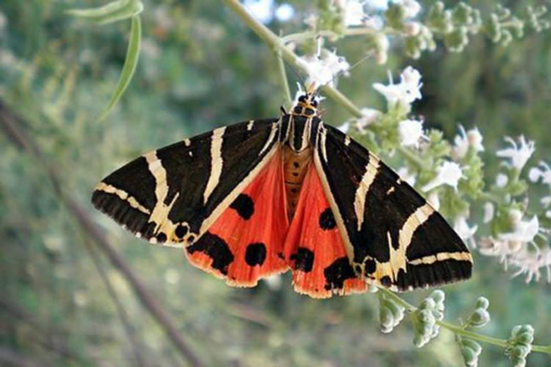 دره ی پروانه ها