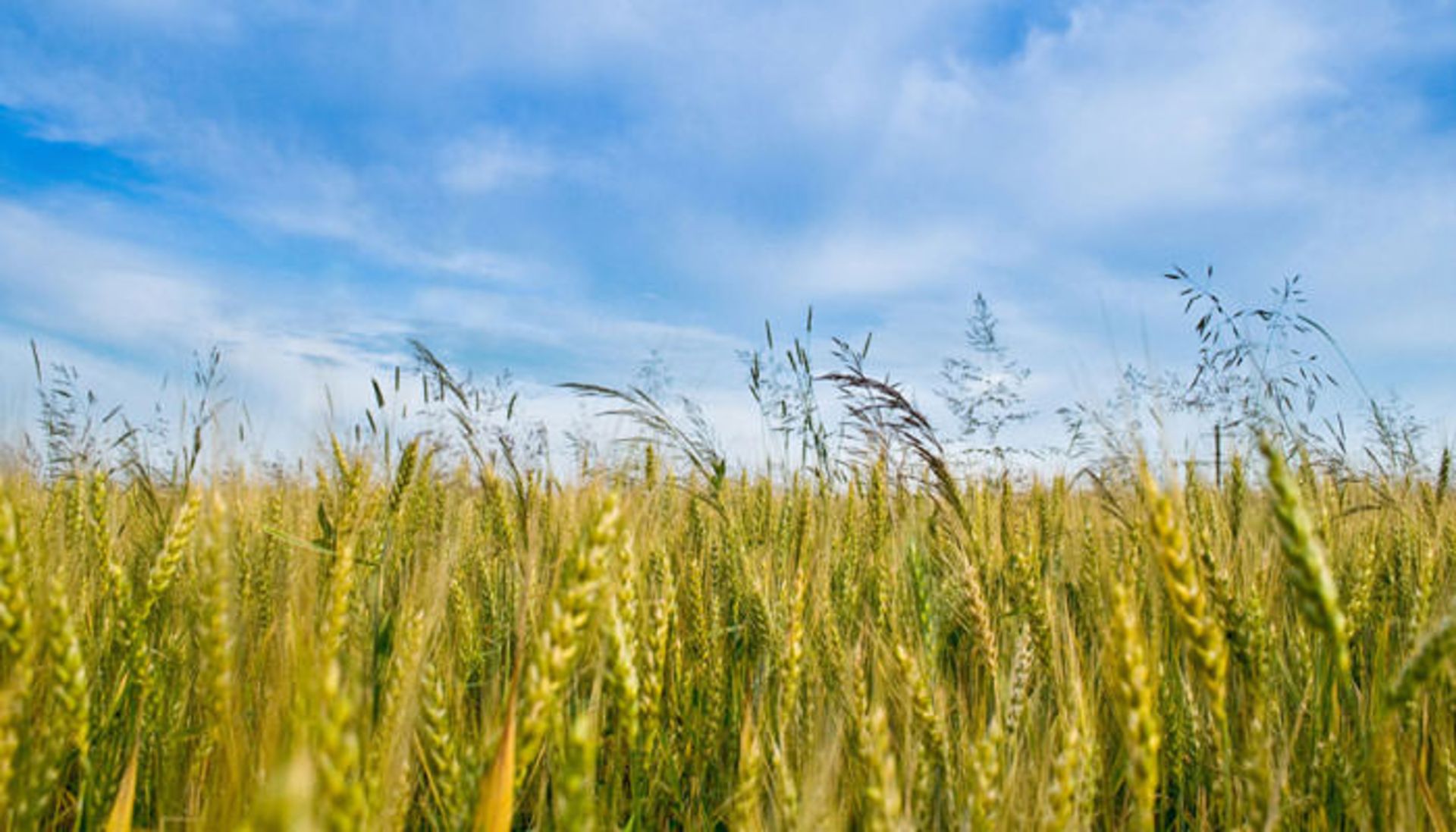 nowruz-crop