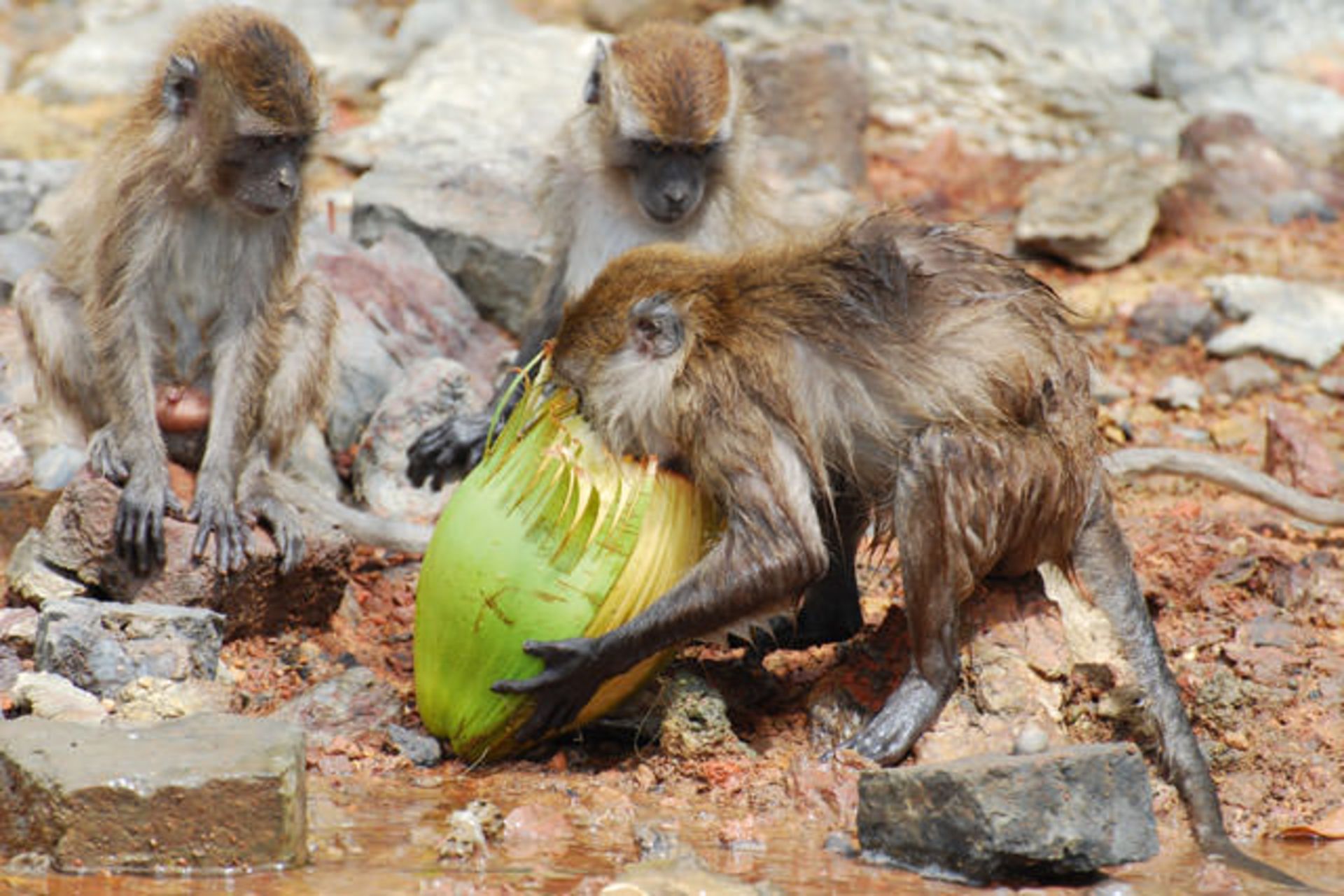 Langkawi