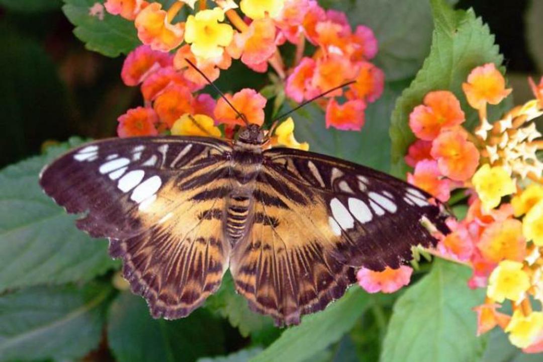 جزیره ی ونکوور