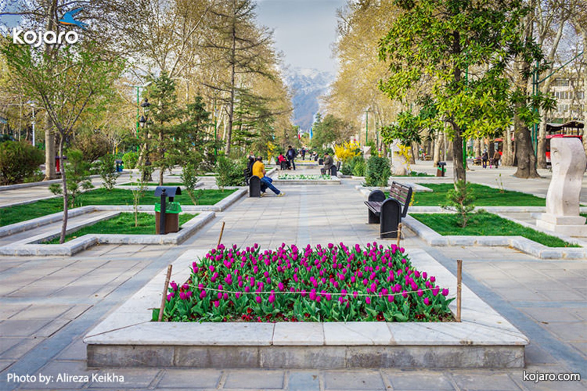 tehran-tulips-spring