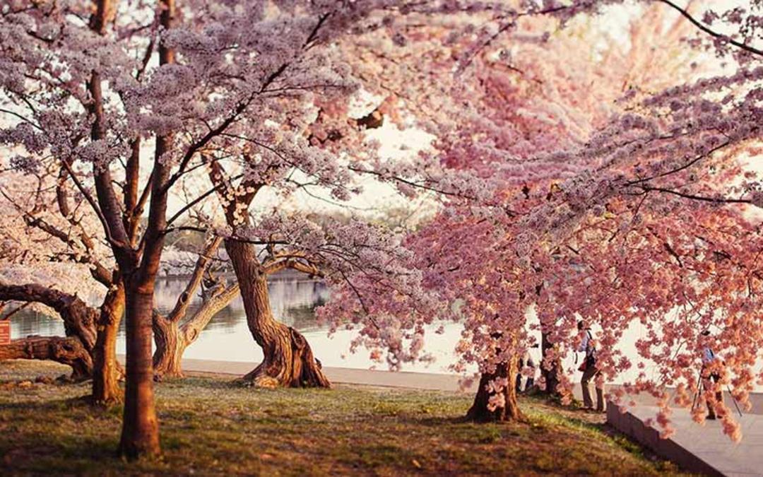 تصاویر دیدنی از مراسم و جشن هانامی در ژاپن